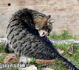 Ctenocephalides, puce du chien et du chat