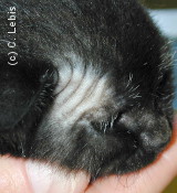 Teigne sur la tête d'un chaton
