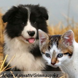 Vermifugation des chiots et des chatons