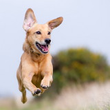 Parasites et maladies du chien pendant les vacances