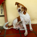 Problème de traitement contre les puces chien et chat