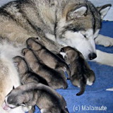 Vermifuge chienne gestante