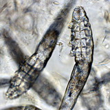 Demodex parasite du chien