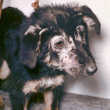 Gale sarcoptique chiot, chien galeux.