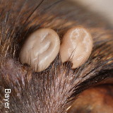 Tiques sur un chien