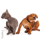 chiot et chaton avec des puces
