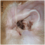 Cerumen dans une oreille de chat atteint de gale des oreilles
