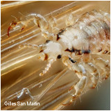 parasitologie vétérinaire : les poux