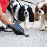 Parasitologie vétérinaire : ramasser les crottes des chiens et des chats