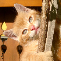 chaton vermifugation des chatons