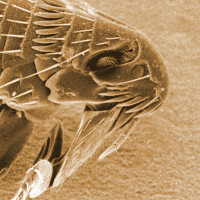 art497 puce maladies parasitologie veterinaire chiens chats