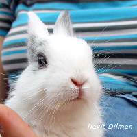 art501 lapin puces esccap