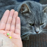 chat vermifuge parasites
