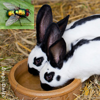 myiase asticots parasites lapin