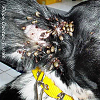 art546 reco tiques chien printemps