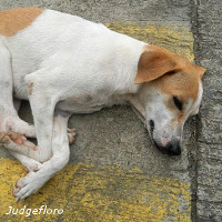 risque recueil animaux étranger